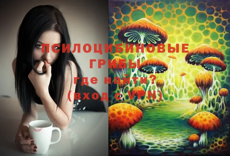 Псилоцибиновые грибы Psilocybe  где купить наркоту  Миньяр 